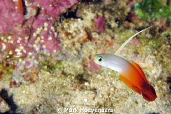 Fire Dartfish by Mark Hoevenaars 
